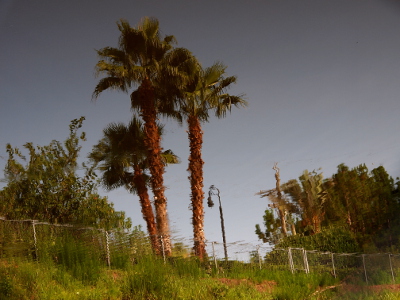 [Three palm trees stand beside a light post. There is other vegetation growing on either side. In front of all this is a fence with grass growing on a hillside. Except for a few parts of the fence and the lightpost where there must have been some water movement, the entire scene is clear and sharp and exhibits normal color casts.]